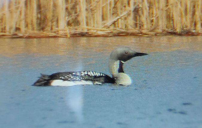 nur czarnoszyi  - Szymon Kaczmarek