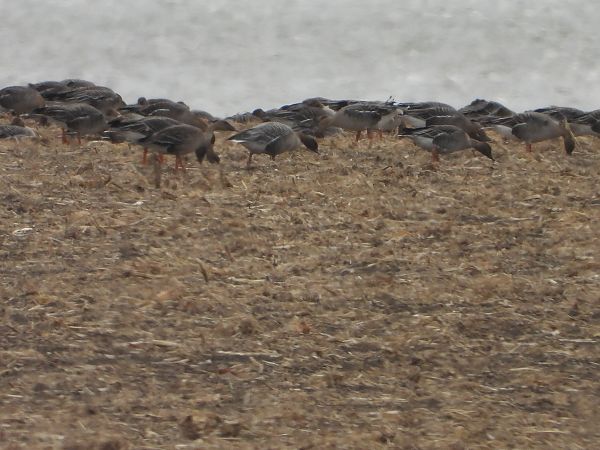 gęś krótkodzioba  - Anna Włodarczak-Komosińska