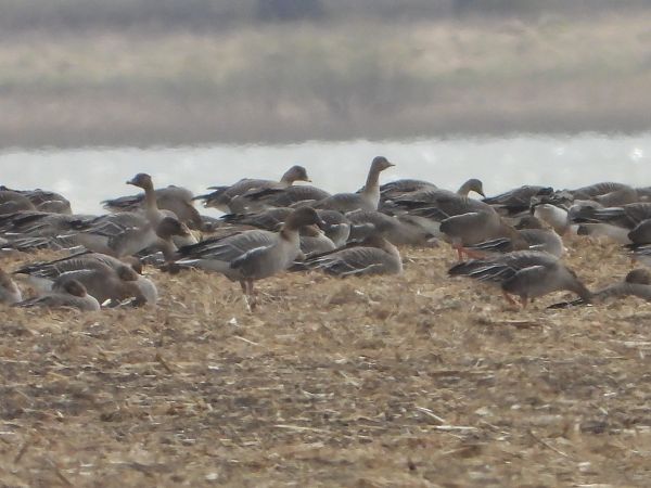 gęś krótkodzioba  - Anna Włodarczak-Komosińska