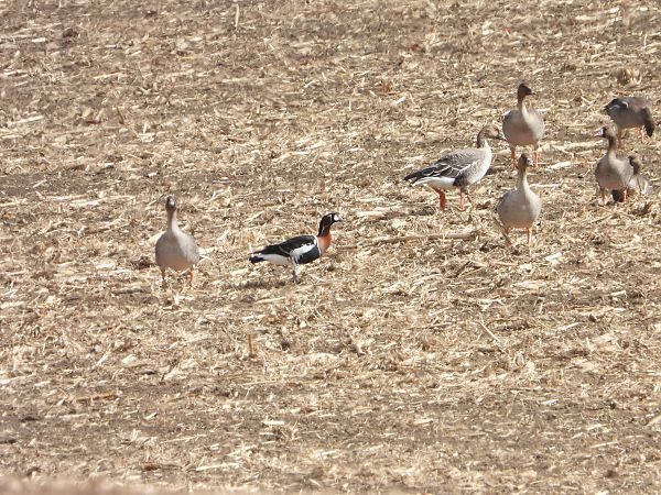 bernikla rdzawoszyja  - Anna Włodarczak-Komosińska