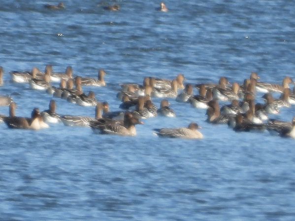 gęś krótkodzioba  - Anna Włodarczak-Komosińska