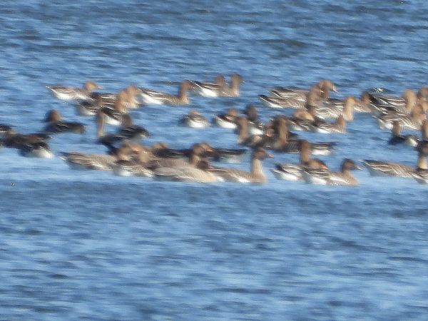 Kurzschnabelgans  - Anna Włodarczak-Komosińska