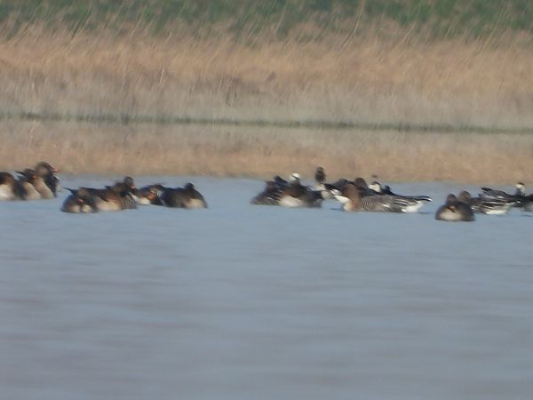 gęś krótkodzioba  - Anna Włodarczak-Komosińska