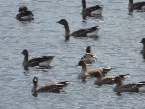 gęś krótkodzioba  - Anna Włodarczak-Komosińska