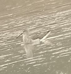 Teichwasserläufer  - Marcin Skoczek