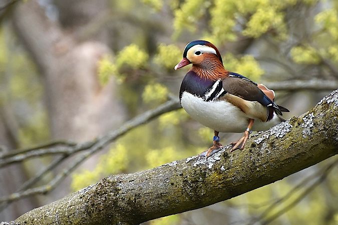 mandarynka  - Hanna Żelichowska