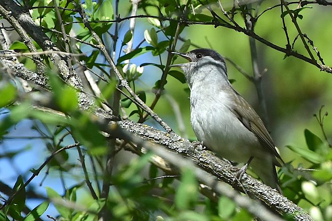 kapturka  - Hanna Żelichowska