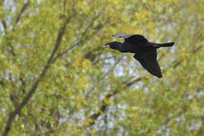 kormoran  - Hanna Żelichowska