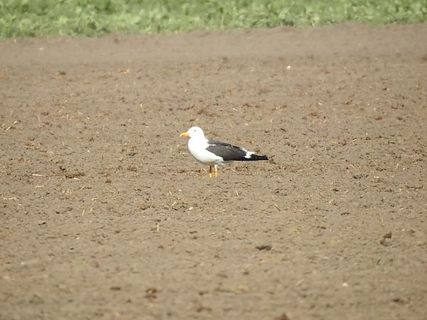 mewa żółtonoga (ssp. fuscus)  - Andrzej Lisek