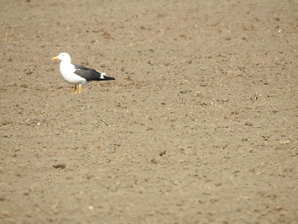 Heringsmöwe (ssp. fuscus)  - Andrzej Lisek