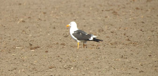 Heringsmöwe (ssp. fuscus)  - Andrzej Lisek