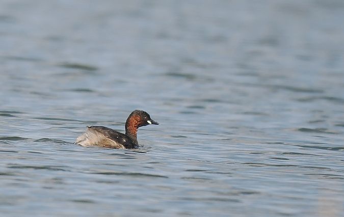 perkozek  - Mariusz Dąbek