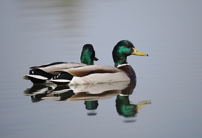 krzyżówka  - Mariusz Dąbek