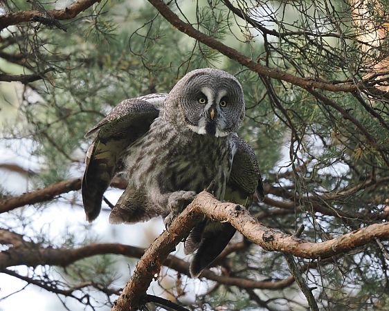 puszczyk mszarny  - Mariusz Dąbek