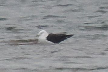 mewa żółtonoga (ssp. fuscus)  - Mariusz Dąbek