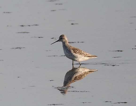 brodziec pławny  - Mariusz Dąbek