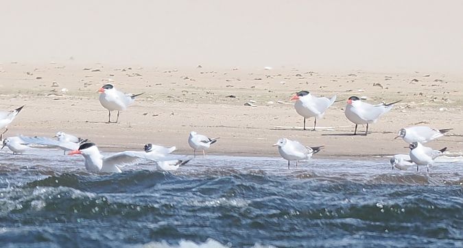 rybitwa wielkodzioba  - Mariusz Dąbek