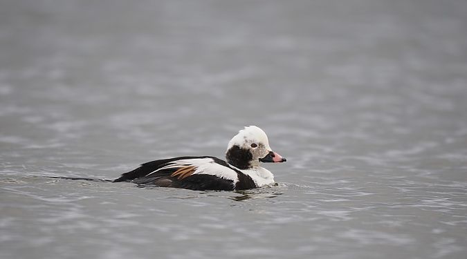 lodówka  - Mariusz Dąbek