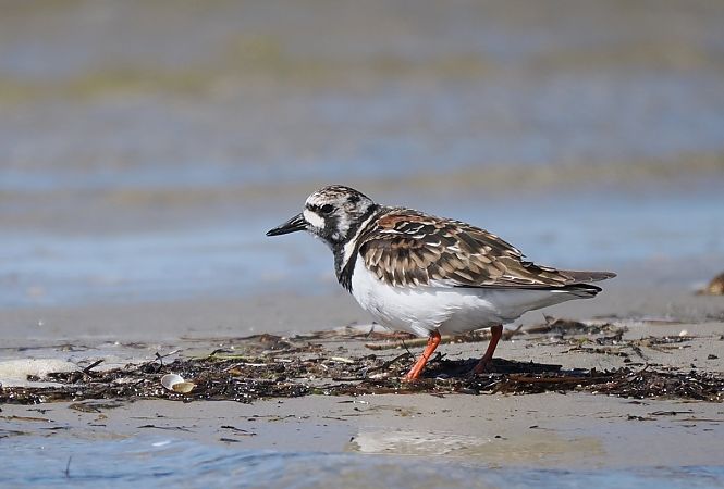 kamusznik  - Mariusz Dąbek