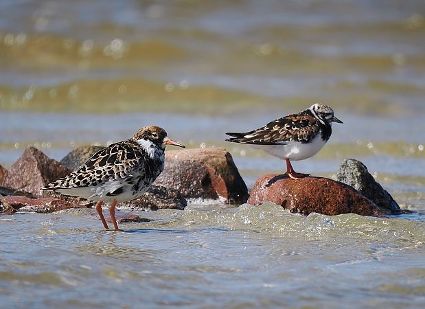 Steinwälzer  - Mariusz Dąbek