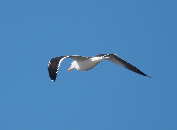 mewa żółtonoga (ssp. fuscus)  - Mariusz Dąbek