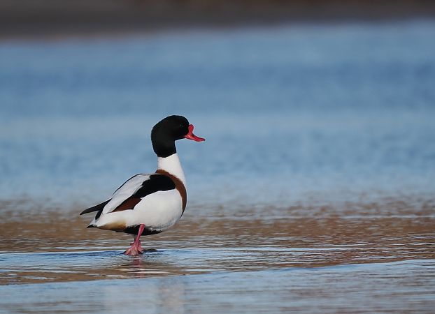 ohar  - Mariusz Dąbek