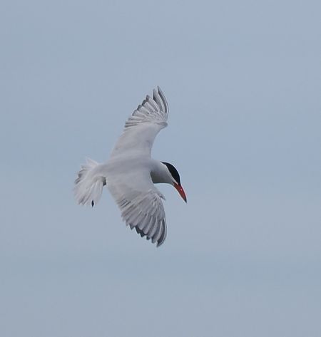 rybitwa wielkodzioba  - Mariusz Dąbek