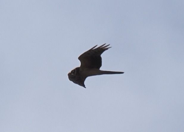 Steppenweihe  - Mariusz Dąbek