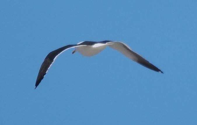 Heringsmöwe (ssp. fuscus)  - Mariusz Dąbek
