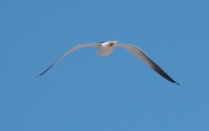 mewa żółtonoga (ssp. fuscus)  - Mariusz Dąbek