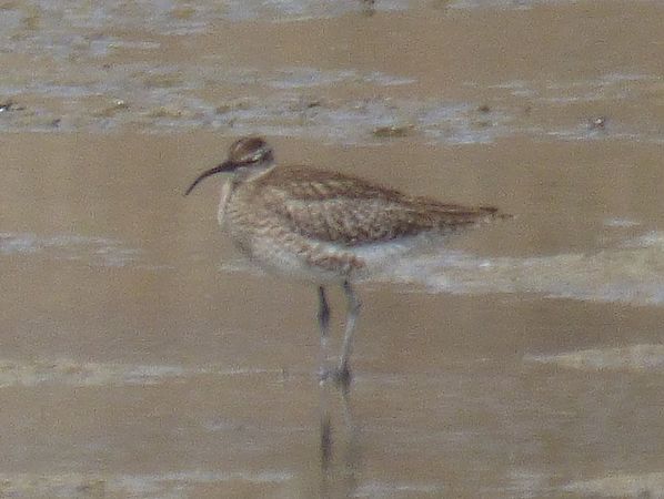 kulik mniejszy  - Szymon Olszewski