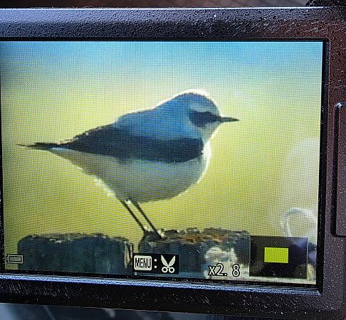 białorzytka  - Robert Locman