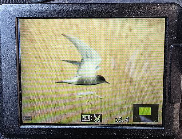 Trauerseeschwalbe  - Robert Locman