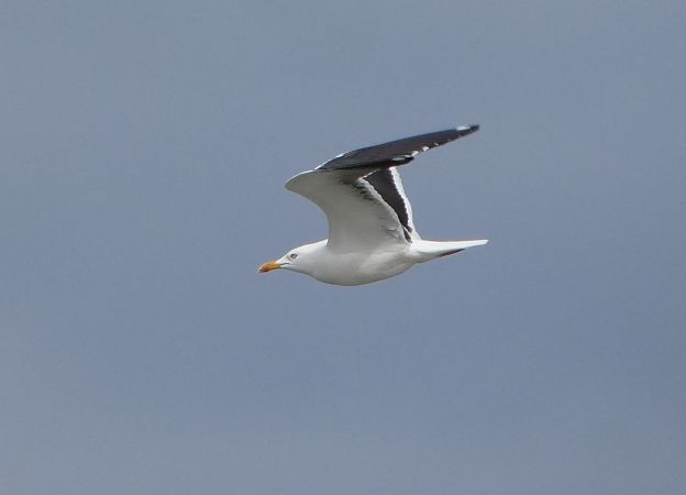 Goéland de la Baltique  - Mikołaj Zimiński