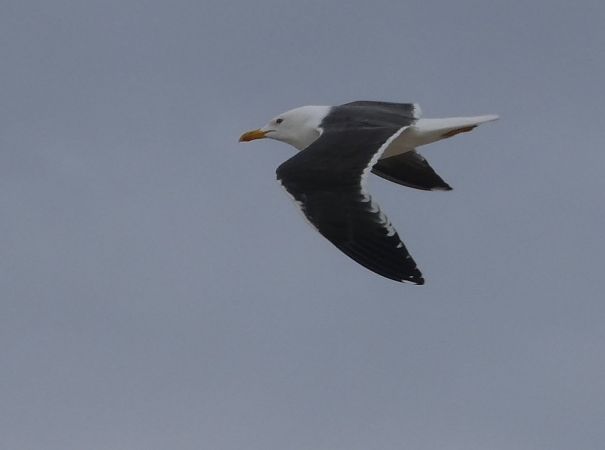 mewa żółtonoga (ssp. fuscus)  - Mikołaj Zimiński