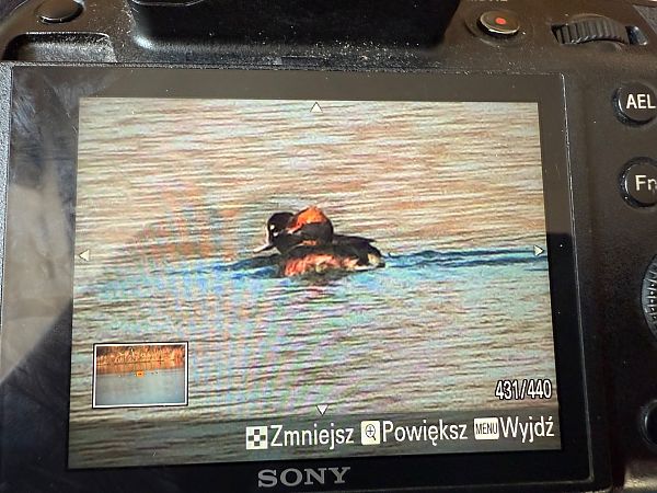 Grèbe esclavon  - Katarzyna Kmieć-Kwasek