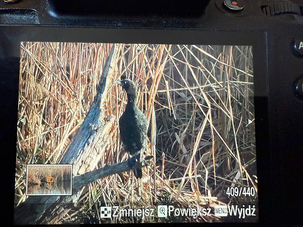 kormoran mały  - Katarzyna Kmieć-Kwasek
