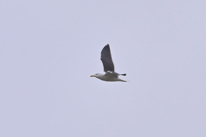 mewa żółtonoga (ssp. fuscus)  - Piotr Kunowski