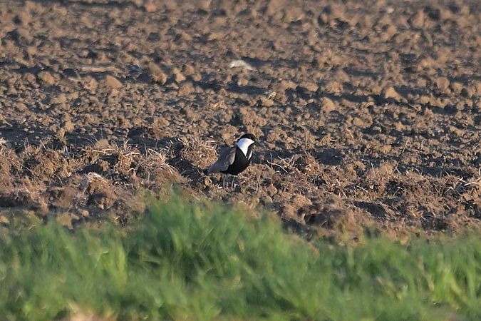 czajka szponiasta  - Piotr Kunowski