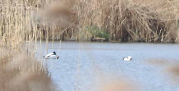 ohar  - Janusz Maliczak