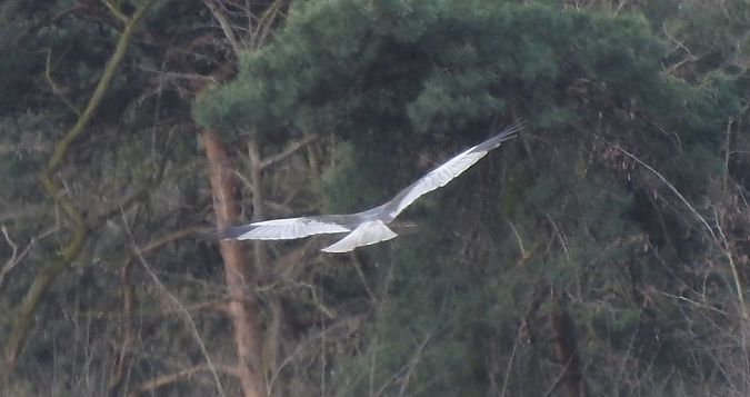 Rohrweihe  - Janusz Maliczak