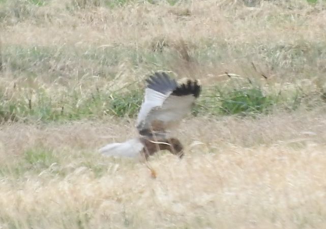 błotniak stawowy  - Janusz Maliczak