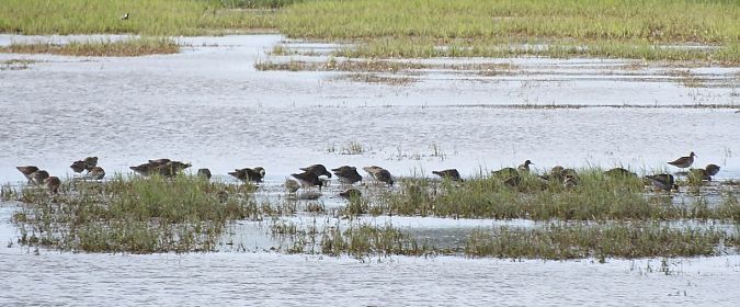 Kampfläufer  - Janusz Maliczak