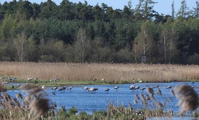 żuraw  - Janusz Maliczak