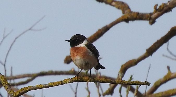 kląskawka  - Janusz Maliczak