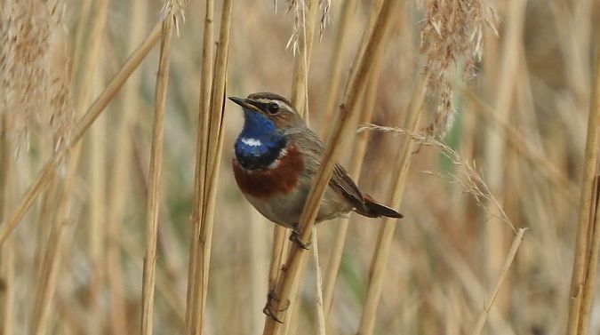 podróżniczek (ssp. cyanecula)  - Janusz Maliczak