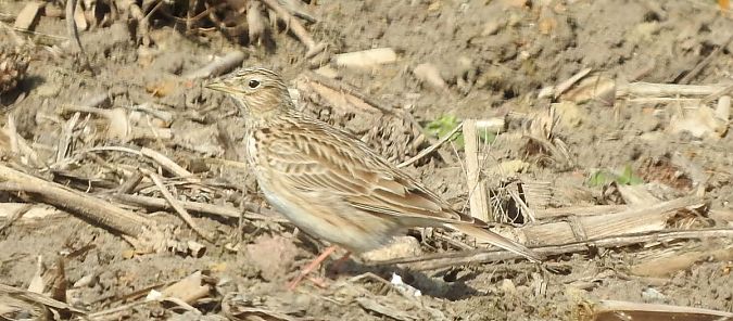 skowronek  - Janusz Maliczak