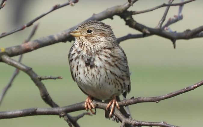 potrzeszcz  - Janusz Maliczak