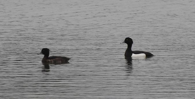 czernica  - Janusz Maliczak