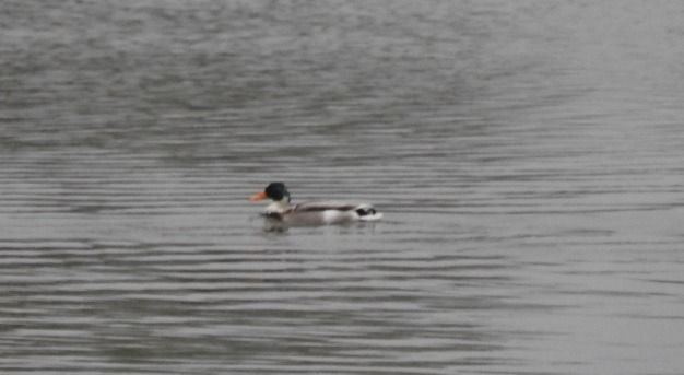 krzyżówka  - Janusz Maliczak